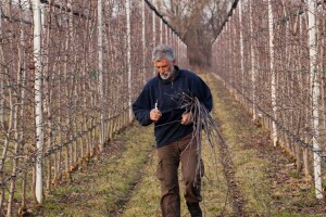 Prva polovina januara u voćnjaku i vinogradu - šta raditi?