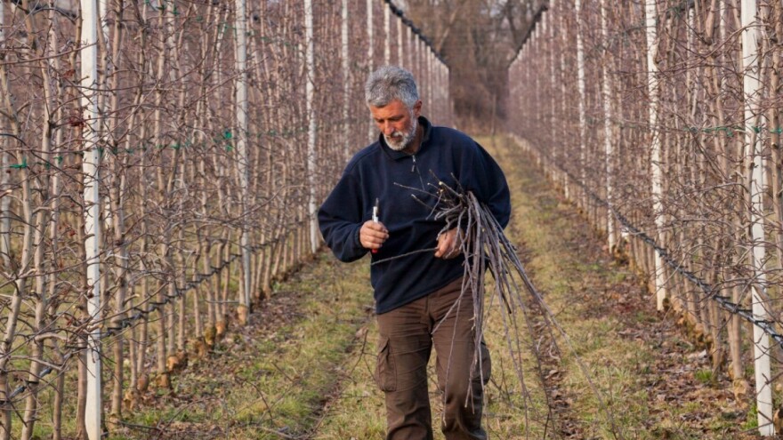 Prva polovina januara u voćnjaku i vinogradu - šta raditi?
