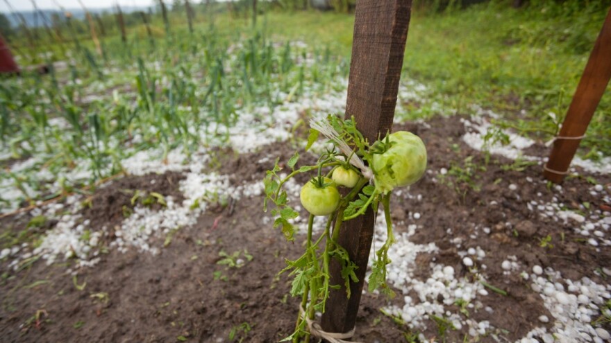 Nevrijeme poharalo sokolačka sela, velike štete na usjevima i voću