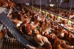 Jugoistok Europe: Zbog ptičje gripe eutanazirat će 40.000 nesilica, a ASK-a 25.000 svinja