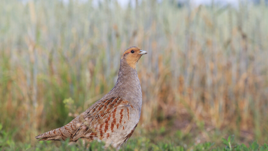 TOP 10: Tko je najviše zasijao travnih traka u Hrvatskoj?