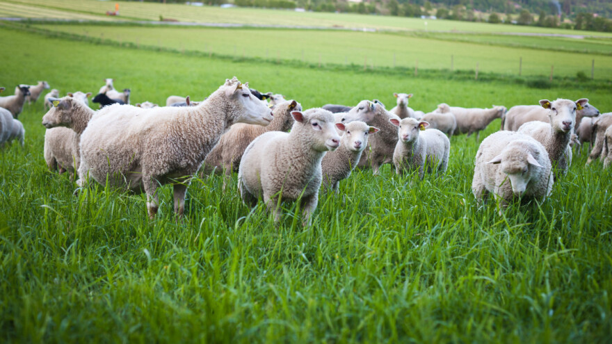 Poskupele priplodne krave, pojeftinile tovne svinje, a jagnjad 500 din/kg