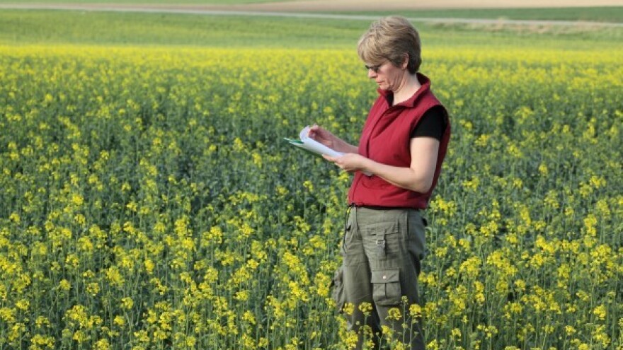 Suzbijanje repičinog sjajnika i crne pjegavosti