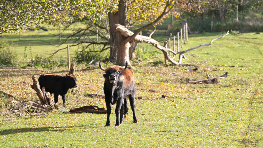 Strah malih poljoprivrednika u Danskoj: Hoće li veliki uzeti njihove posjde?