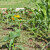 10 najvažnijih smernica za uzgoj kukuruza šećerca u bašti