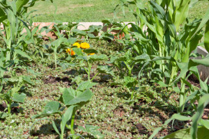 10 najvažnijih smjernica za uzgoj kukuruza šećerca u vrtu