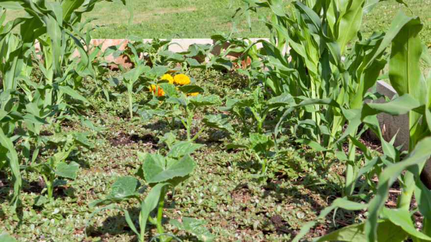 10 najvažnijih smjernica za uzgoj kukuruza šećerca u vrtu