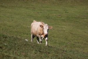 Junice pobegle sa imanja - traže ih i dronovima