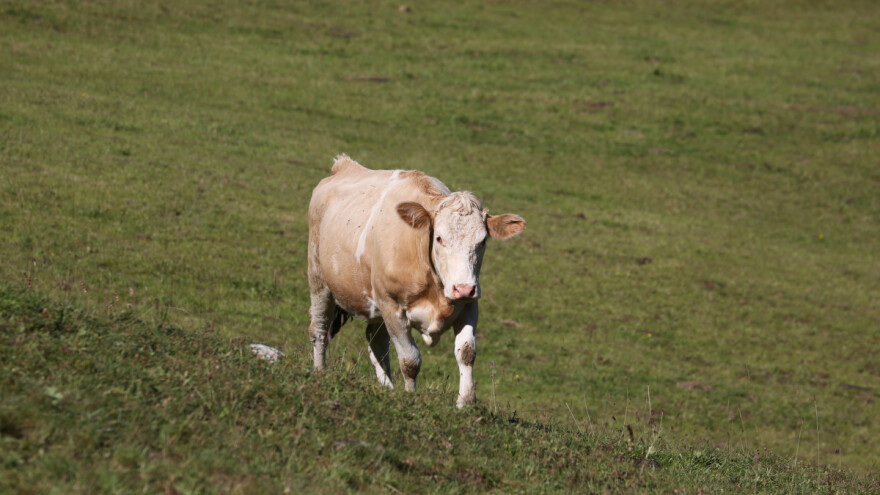 Junice pobegle sa imanja - traže ih i dronovima