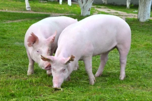 U Srbiji novi slučaj afričke svinjske kuge