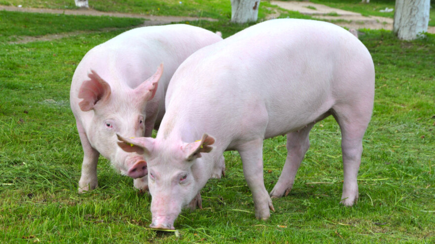 U Pirotskom okrugu proglašeno zaraženo područje od AKS-a