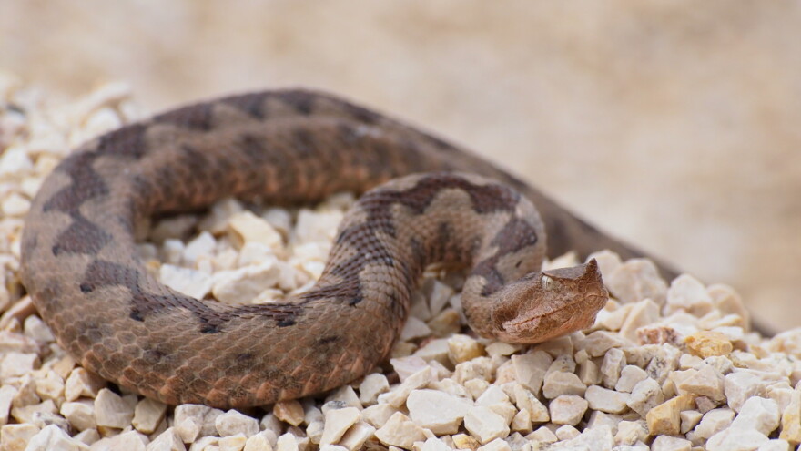 Koje opasne zmije žive u Srbiji?