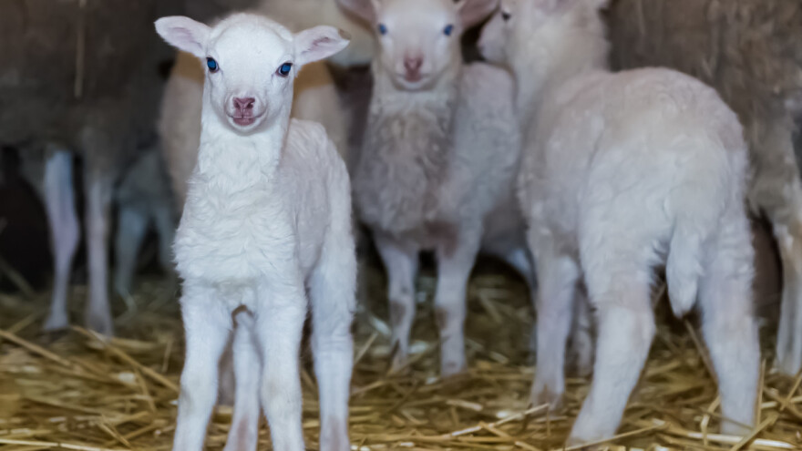 Belka ojagnjila malo stado - na svijet donijela petorke