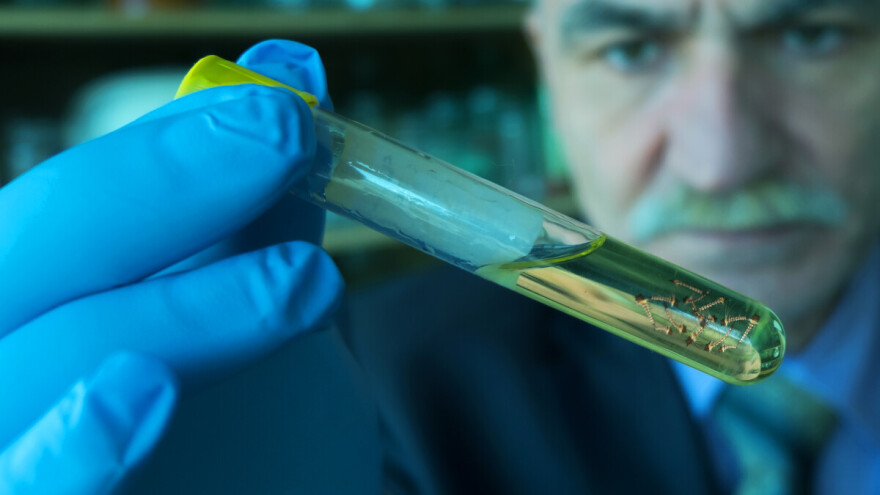 Modifikacijom komaraca do smanjenja zaraznih bolesti