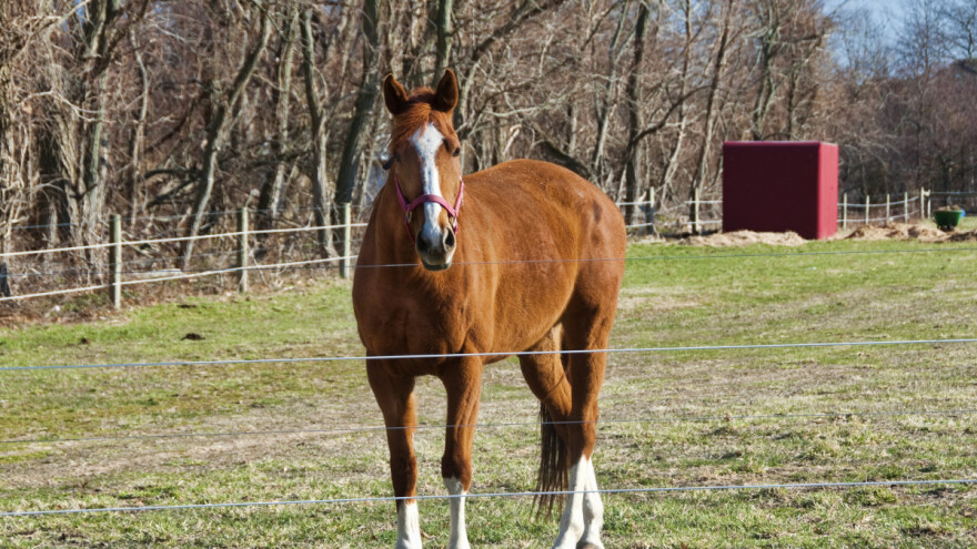 Konjogojci, do kraja mjeseca podnesite zahtjeve za potporu