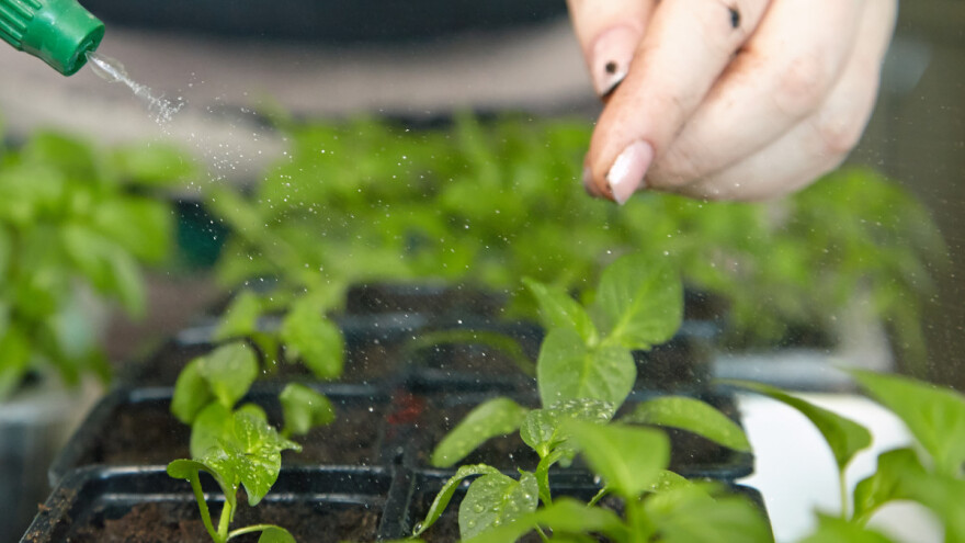 Zalijevanje presadnica prije i poslije pikiranja: Zašto je u ovoj fazi važan fosfor?