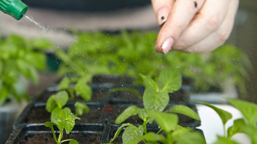 Eko povrtlarstvo u našim uvjetima: Kako početi, čime gnojiti i na što obratiti pažnju?