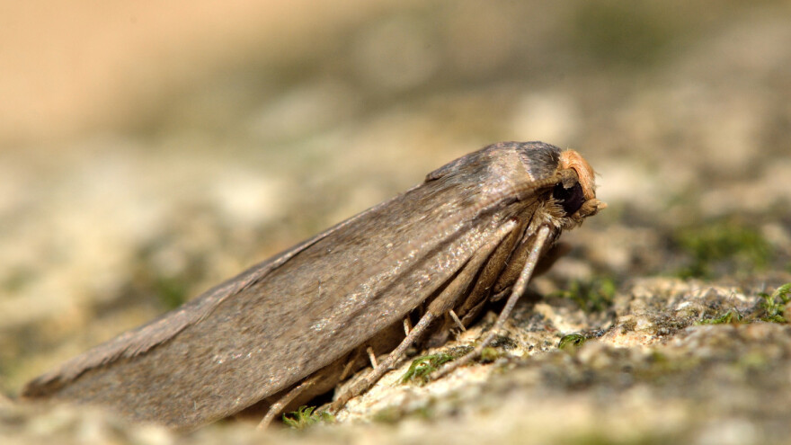 Voskov moljac sve je aktivniji - kako spriječiti da ovaj štetnik preuzme košnicu?