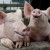 Unatoč afričkoj svinjskoj kugi porastao broj svinja i krmača u Hrvatskoj?