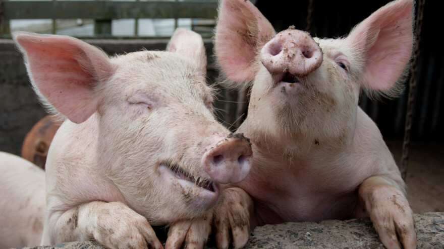 Unatoč afričkoj svinjskoj kugi porastao broj svinja i krmača u Hrvatskoj?