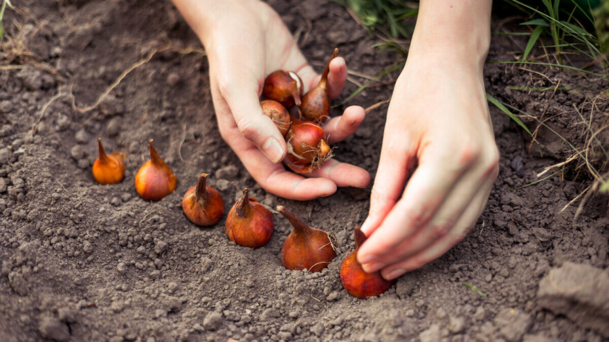 Početak februara je pravo vreme za sadnju lukovica cveća