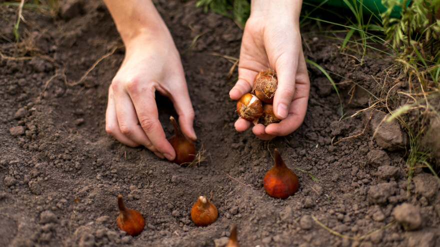 Kada i na koju dubinu saditi jesenje lukovice?