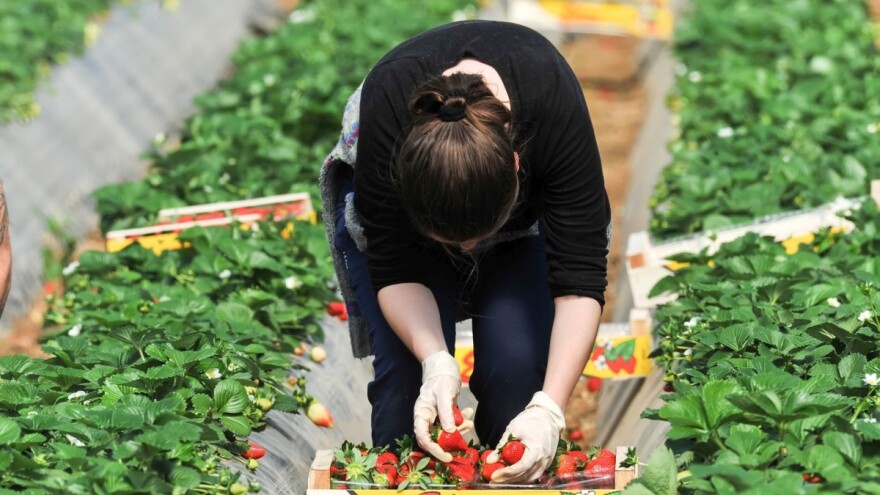 Uzgoj jagode na folijama - koje su preporuke?