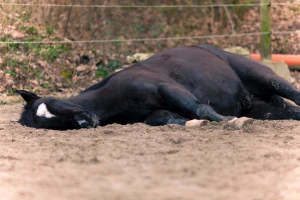 Monstruozno: Nepoznati počinitelji napadaju konje, režu im uši, genitalije i kožu