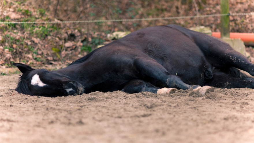 Monstruozno: Nepoznati počinitelji napadaju konje, režu im uši, genitalije i kožu