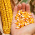 Kako odabrati seme kukuruza za setvu?