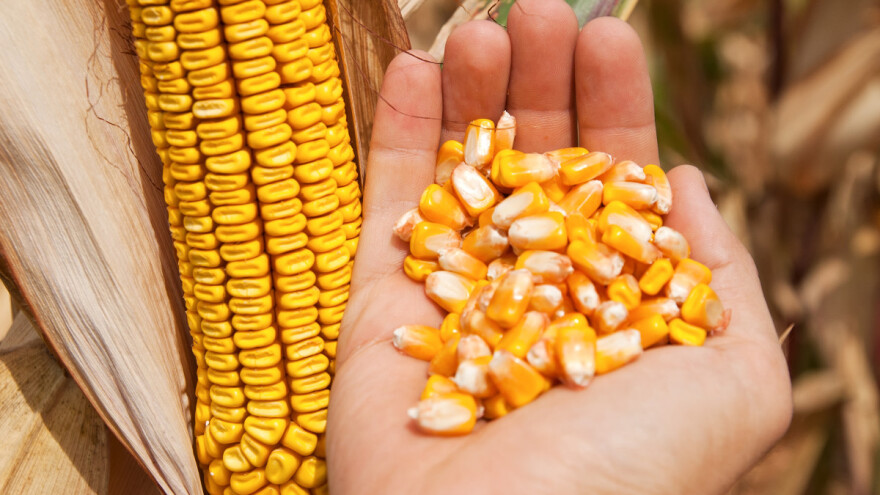 Kako odabrati seme kukuruza za setvu?