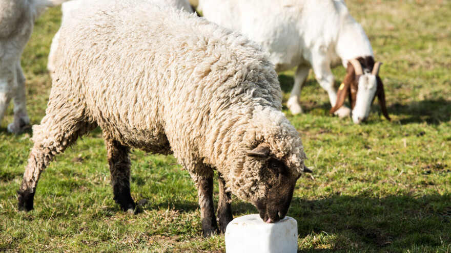 Kotorvarošanin s livade ukrao komšijine ovce i koze