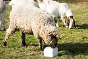 Zašto je važno običnom solju "zasoliti" dnevni obrok goveda, ovaca, koza i konja