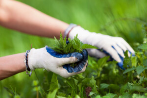 Priprema pesticida od koprive