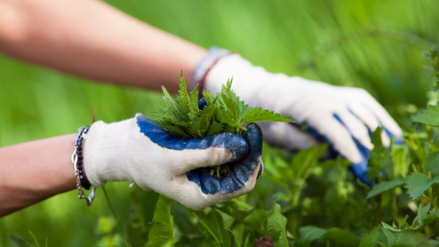 Priprema pesticida od koprive