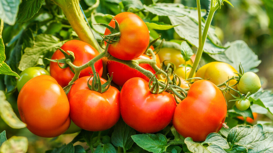 Paradajzu preti novi virus?