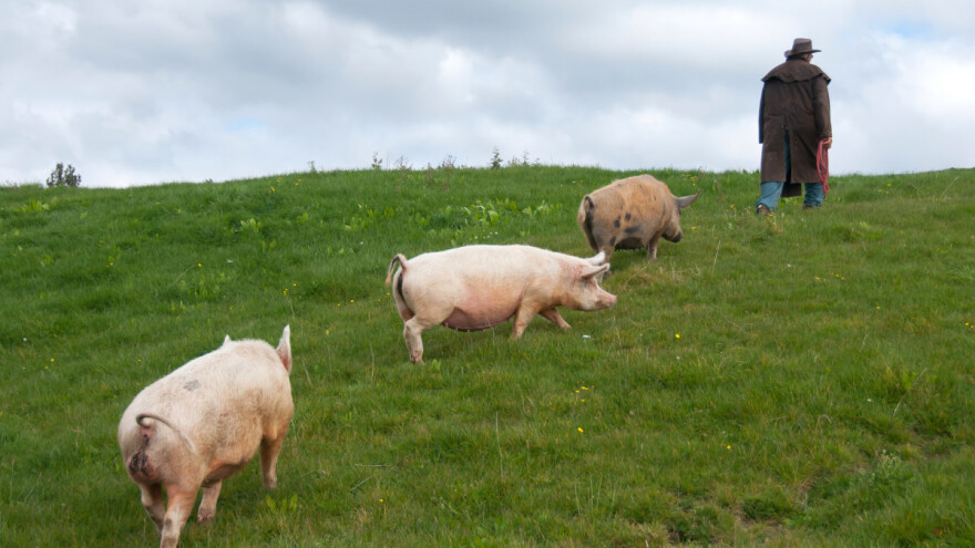 Ptičja gripa seli se na zapad, a afrička svinjska kuga na istok