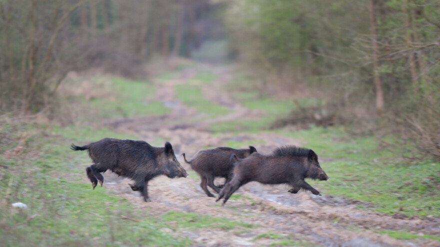 Kako poljoprivrednici mogu naplatiti štetu koju pričini lovostajem zaštićena divljač?