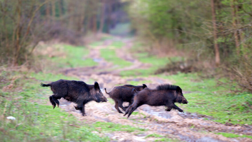 Zaraženo 16.000 svinja u Poljskoj: Nemačka diže ograde uz granicu