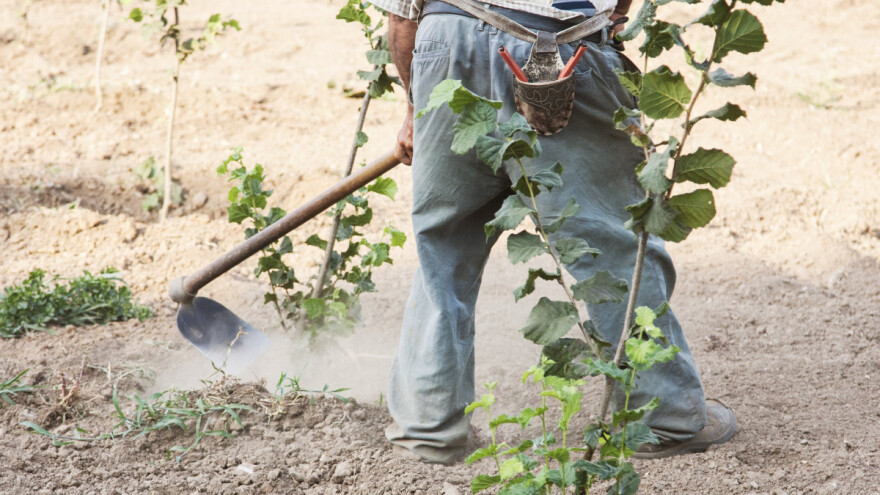 Kako se rešiti zakorovljenosti u organskim voćnjacima?