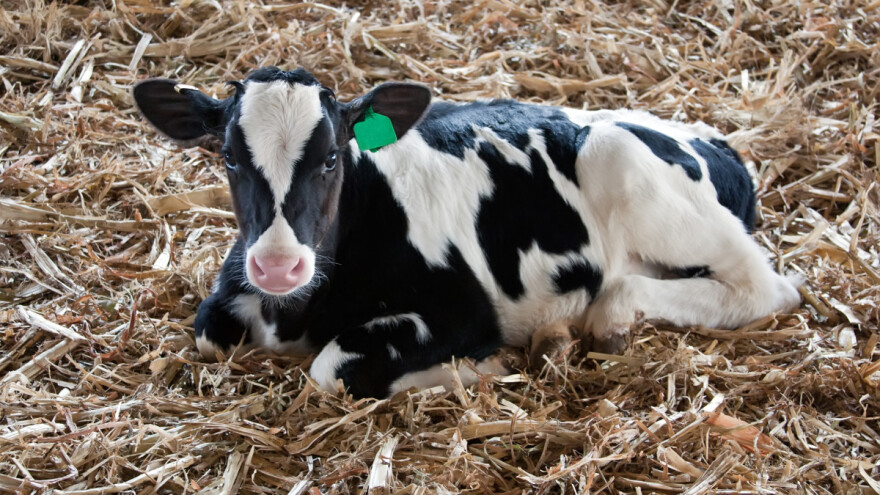 Ležeće tele: Otkriven novi genetski defekt