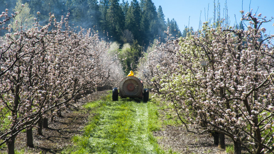Zaštitite voćke - promjena vremena pogoduje razvoju biljnih bolesti