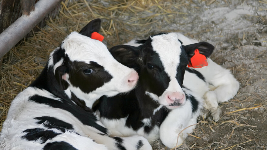 Njemačka povećava starost teladi za transport - koliko im to povećava troškove?