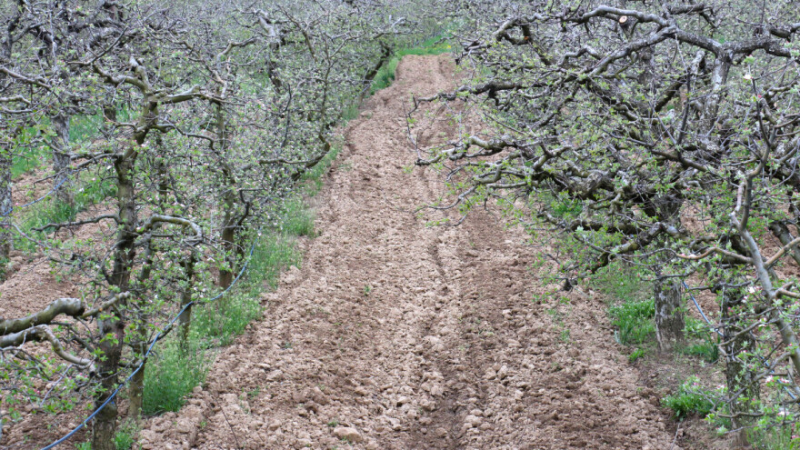 Čađava pegavost lišća i pepelnica pretnja za zasade jabuke