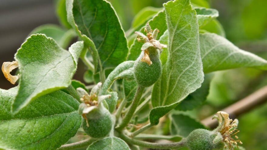 Jabučna osica se budi iz zimskog sna - kako zaštititi voćke?