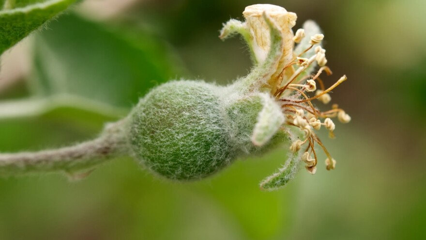Zaštita jabuke, kruške i šljive pred predstojeću kišu