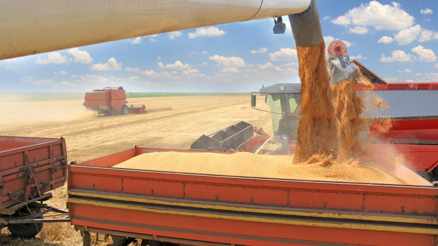 DZS: Prirod pšenice povećan, ječma, zobi i repice smanjen