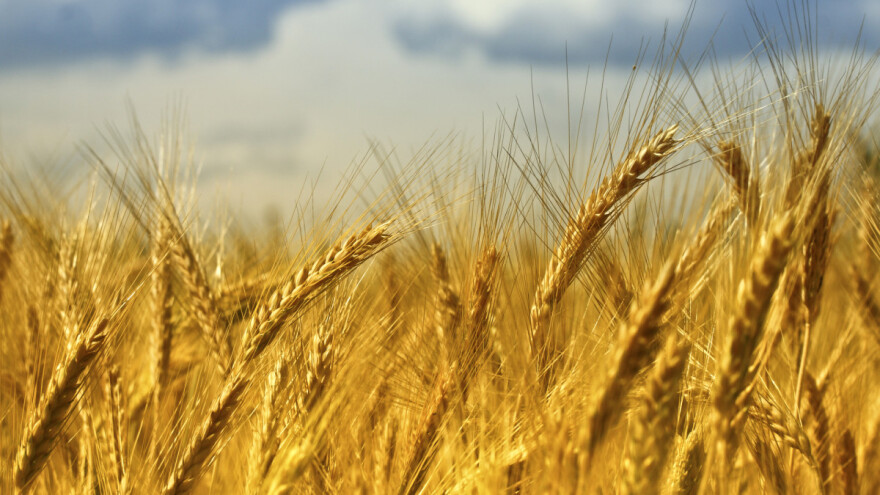 Ukrajina će 2023. požnjeti upola manje žitarica nego prije rata?