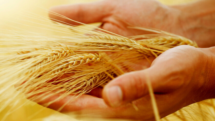 Eskalacija gladi i siromaštva kao posledica sukoba u Ukrajini