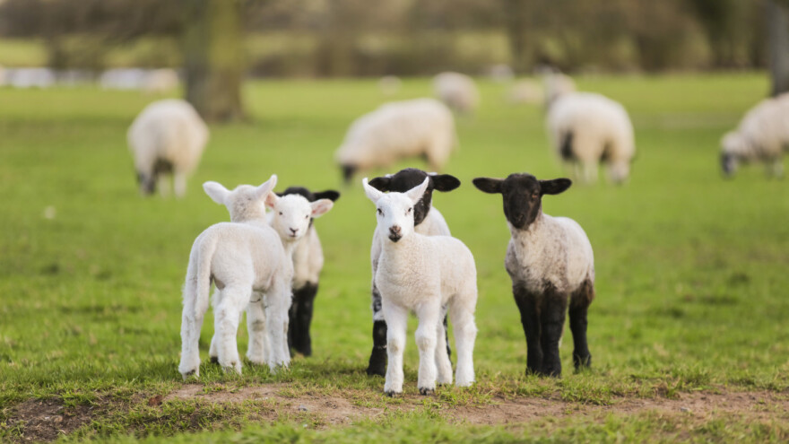 Belka ojanjila petorke: "Baba vika - nema više, ja kažem ima i peto, ona pobježe"